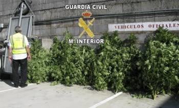 Fotografía facilitada por la Guardia Civil que descubrió ayer martes dos plantaciones de marihuana en Ponteareas (Foto: EFE)