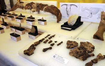 Imagen con los restos del rinoceronte aparecido en Orce (Foto: EFE)
