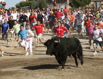 Decenas de personas participaron hoy en el tradicional Toro de la Vega de Tordesillas (Valladolid), fiesta que tiene su origen hace más de 500 años (Foto: EFE)