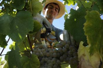 Un vendimiador recoge uva en una de las fincas de la Cooperativa Vitivinícola. (Foto: MARTIÑO PINAL)