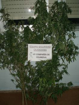 Última incautación de plantas de marihuana en Celanova, llevada a cabo por la Guardia Civil.