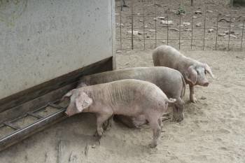 Un grupo de crías de cerdo celta, en el recinto del comunal de Beariz. (Foto: MIGUEL ÁNGEL)