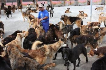 Un operario en la perrera de la ciudad, donde son llevados los canes recogidos en Verín. (Foto: MIGUEL ÁNGEL)
