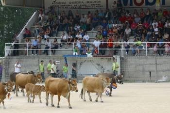 Varias vacas, en la edición de 2010 en A penafita (Foto: JOSÉ PAZ)
