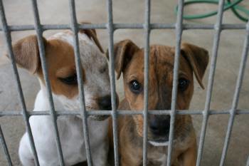 Dos cachorros, uno de los regalos más demandados en Navidad, en las instalaciones de una perrera. (Foto: ARCHIVO)