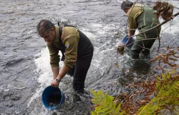  Unos operarios proceden esta mañana a la suelta de alevines de salmón en el río Lérez por parte de la consellería de Medio Rural. EFE / Salvador Sas