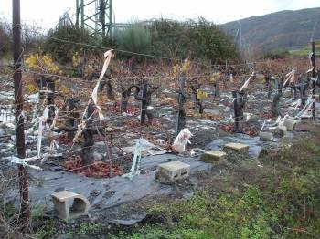 El suelo de una viña de Vilamartín, cubierto con grandes plásticos para ahuyentar a los jabalíes. (Foto: J.C.)