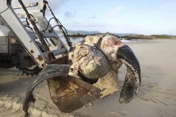 El temporal que ha activado la alerta roja en las costas de Galicia se ha dejado notar en Vigo, donde una tortuga ha ido a parar a la playa de Samil. (Foto: EFE)