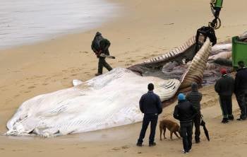 Operarios retiran el cuerpo de la ballena de 17 metros que apareció varada ayer debido al fuerte temporal que azota Galicia, esta mañana en la localidad coruñesa de Porto do Son (Foto: EFE)