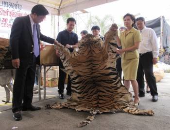 Una fotografía cedida por la fundación medioambiental Freeland que muestra a las autoridades de aduanas tailandesas con uno de cuatro pieles de tigre interceptados de un paquete enviado por correo postal (Foto: EFE)