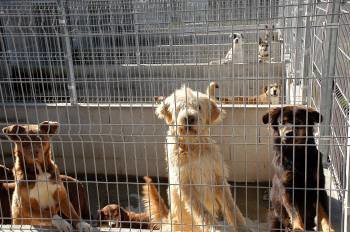 Un grupo de perros acogidos en la perrera de Carballiño. (Foto: MARTIÑO PINAL)