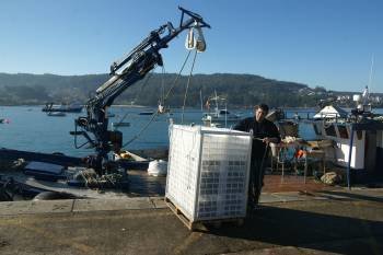 Se descargaron cuatro jaulas con 1.300 kilos de almeja japónica y 300 de fina procedente de la Ría de Pontevedra.
