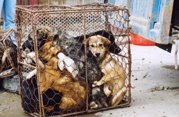 Más de 30.000 perros son traficados al mes desde Tailandia con destino a los restaurantes de Vietnam. (Foto: EFE)