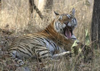 Fotografía cedida por la Autoridad Nacional para la Conservación de los Tigres (NTCA), un organismo que ha impulsado la creación de la Fuerza de Seguridad Especial  (Foto: EFE)
