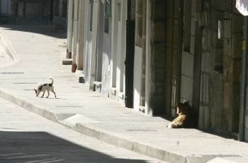 La presencia de perros sueltos o dejar los excrementos en la vía pública será motivo de sanción. (Foto: MARCOS ATRIO)