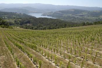 Una parte de la plantación de viñedos, en la parroquia de Macendo. (Foto: MARTIÑO PINAL)