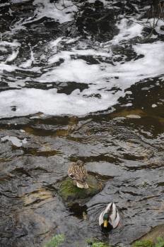 Último vertido contaminante sobre el río Barbaña. (Foto: MARTIÑO PINAL)