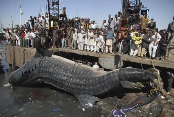 Dos grúas intentan retirar el cuerpo de un tiburón de 40 metros que fue encontrado sin vida en el muelle de Karachi, Pakistán (Foto: EFE)