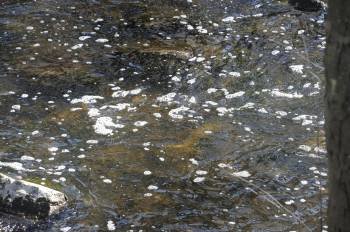 Espuma aparecida en la superficie del agua en el río Barbaña, ocasionada por un nuevo vertido. (Foto: MARTIÑO PINAL)