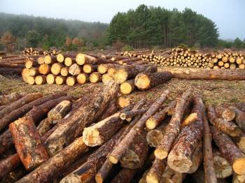 Tala de madera en bosque gallego
