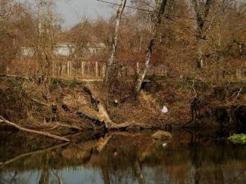 Troncos de árboles caídos en una de las orillas del río Avia, a su paso por Ribadavia.