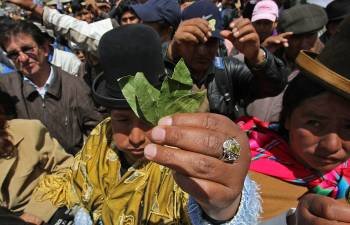 Seguidores de Morales mastican hojas de coca en La Paz en apoyo a las demandas de su presidente.  (Foto: M. ALIPAZ)