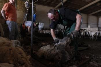 Los polacos Francisco Kedruk y Marcos Wcisko fueron los encargados de esquilar las 320 ovejas. (Foto: XESÚS FARIÑAS)