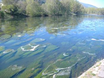 La proliferación de algas y la espuma marrón que se acumula en el Sil provocó quejas vecinales. (Foto: J.C.)