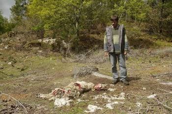 José Sequeiros, junto a una de las ovejas que fue despedazada, en la finca de Sagra. (Foto: MIGUEL ÁNGEL)
