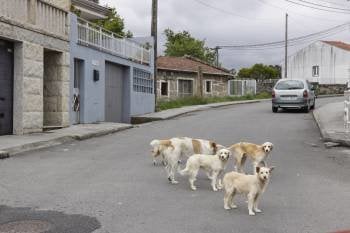 Imagen de los canes que, según la Policía Local, serían los causantes de la matanza de ovejas. (Foto: XESÚS FARIÑAS)