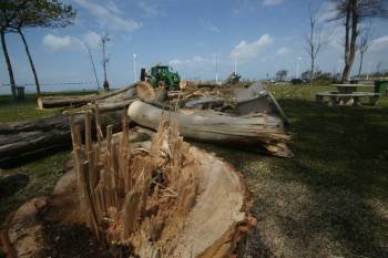 Varios árboles caídos tras el temporal en la playa de Samil, en Vigo. (Foto: AD)