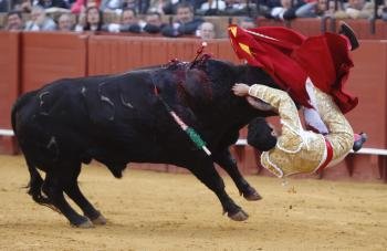  El torero López Simón en el momento de sufrir una cogida al entrar a matar al toro de su alternativa en el festejo celebrado hoy en la plaza de la Maestranza de Sevilla.