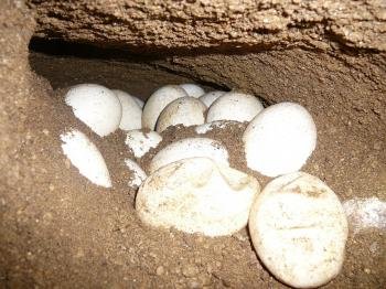 Fotografía cedida por la empresa municipal Barcelona de Servicios Municipales (B:SM) de algunos de los 23 huevos puestos por Asmara, la hembra de dragón de Komodo, el lagarto más grande y feroz del mundo.