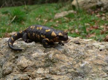 Un ejemplar adulto de la salamandra gallaica. (Foto: X. PARDAVILA (GEAS))