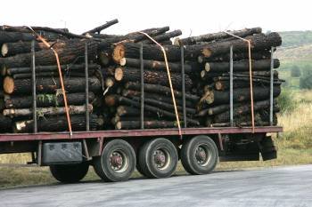Un remolque articulado transporta troncos de pinos por una carretera del municipio. (Foto: MARCOS ATRIO)