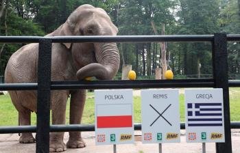 La elefanta Citta, del zoo de Cracovia, (Polonia), pronostica cogiendo una fruta el resultado del partido de Eurocopa 2012, Polonia vs Grecia. Foto: EFE/Jacek Bednarczyk