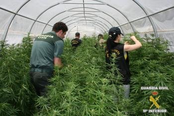 El mayor cultivo ilegal de cannabis de Europa