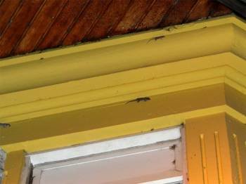 Tres salamanquesas en la fachada de una casa de Ventosela durante la noche. (Foto: J.P.)