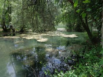 'Rabazas' arrastradas por el Sil a la desembocadura del arroyo de San Vicente (Vilamartín). (Foto: J.C.)