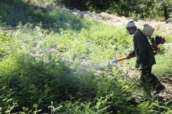 Pablo Rodríguez rociando ayer las acacias con herbicida en el bosque Ridimoas (Foto: MARTIÑO PINAL)
