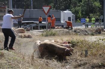 Un improvisado 'pastor' guía un grupo de cerdos hasta otro camión de transporte. (Foto: MARTIÑO PINAL)