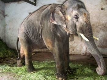  Foto cedida por la organización de protección animal PETA del elefante Sunder, que vive confinado en un templo hindú Jyotiba