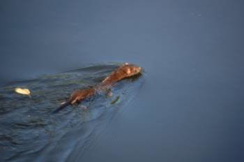 Un visón nadando en aguas del río Loña. (Foto: A.R.)