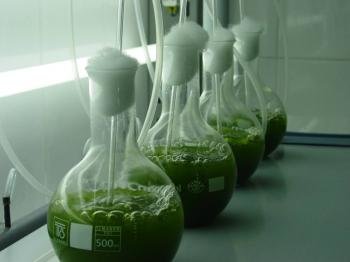 El cultivo de algas gana cada día más peso