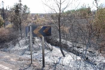 Las llamas afectaron a 49 hectáreas de arbolado. (Foto: LUIS BLANCO)