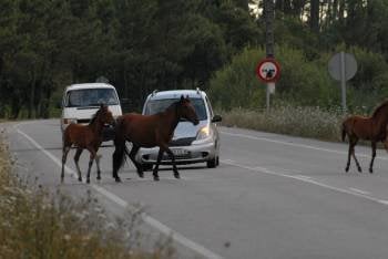 La mayoría de incidentes con caballos sueltos se producen en vías locales. (Foto: ARCHIVO)