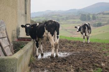 Las organizaciones agrarias han advertido de que si no revierte la 'extrema situación' del sector lácteo, aquejado por el encarecimiento de las materias primas, saldrán a la calle 