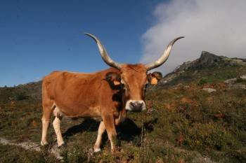 Un ejemplar de vaca de raza cachena en la montaña de Entrimo. (Foto: MARCOS ATRIO)