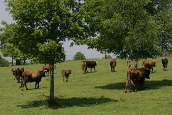 La provincia de Ourense cuenta con más de 24.000 vacas repartidas en diferentes concellos. (Foto: MARCOS ATRIO)