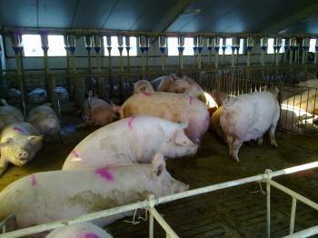 Cerdos en el interior de una granja porcina. (Foto: ARCHIVO)